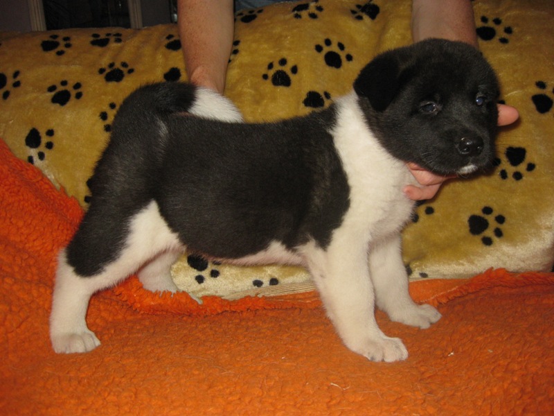 Puppies